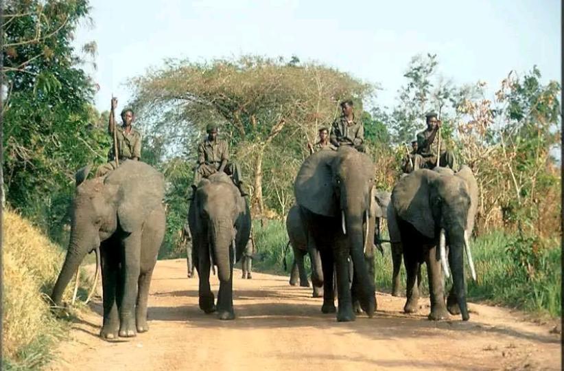 Des éléphants dans le Parc national de la Garamba, en RDC.
