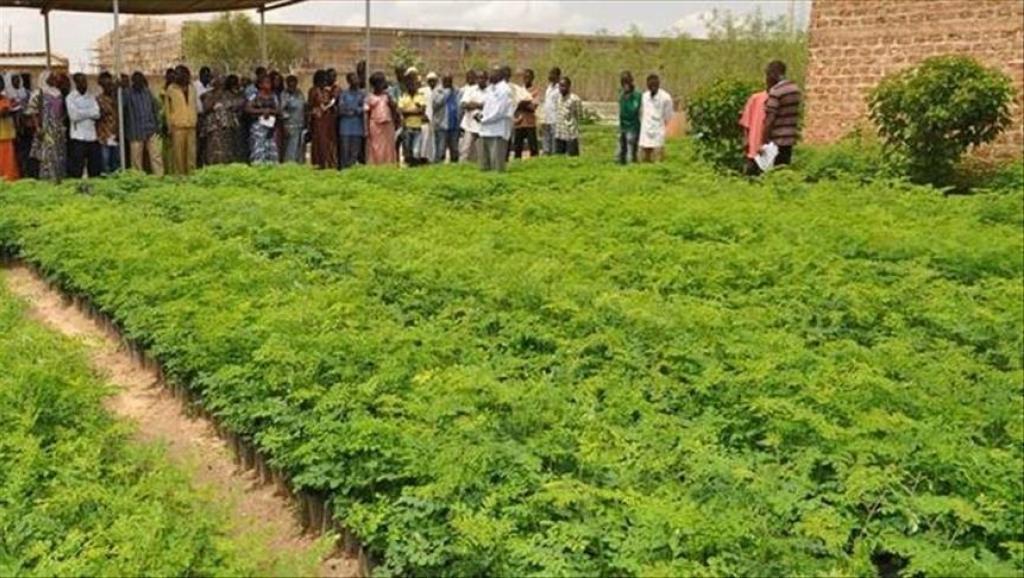 RDC L'agriculture reste la seule source sûre de revenus pour les