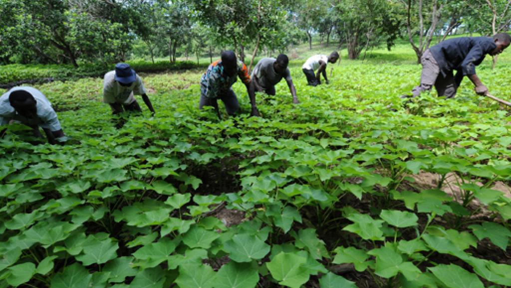 Si la production agricole de la RDC équivalait à celle des leaders