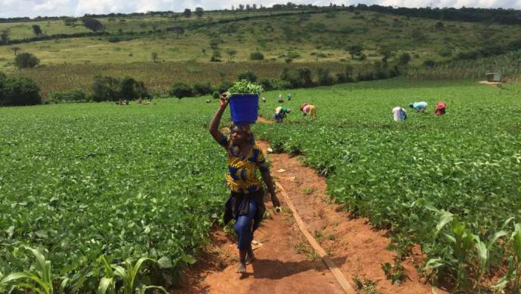 RDC 150 millions USD mobilisés pour le secteur agricole  DeskEco