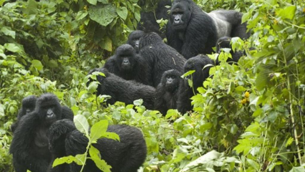 Parc des Virunga