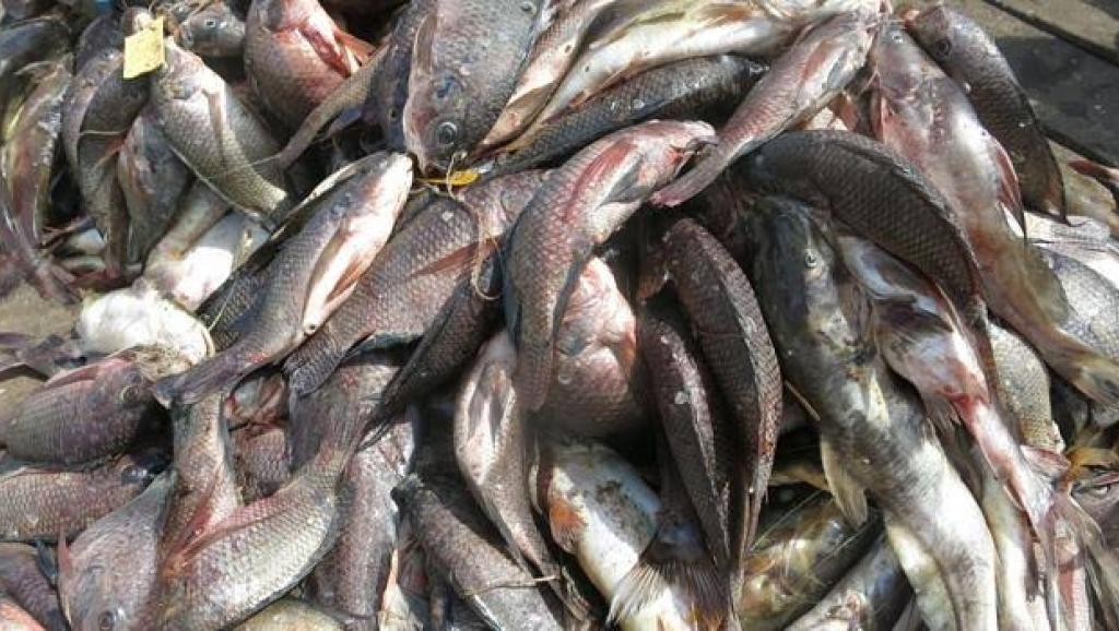 RDC : les poissons des rivières du parc de la Lomami menacés de ...