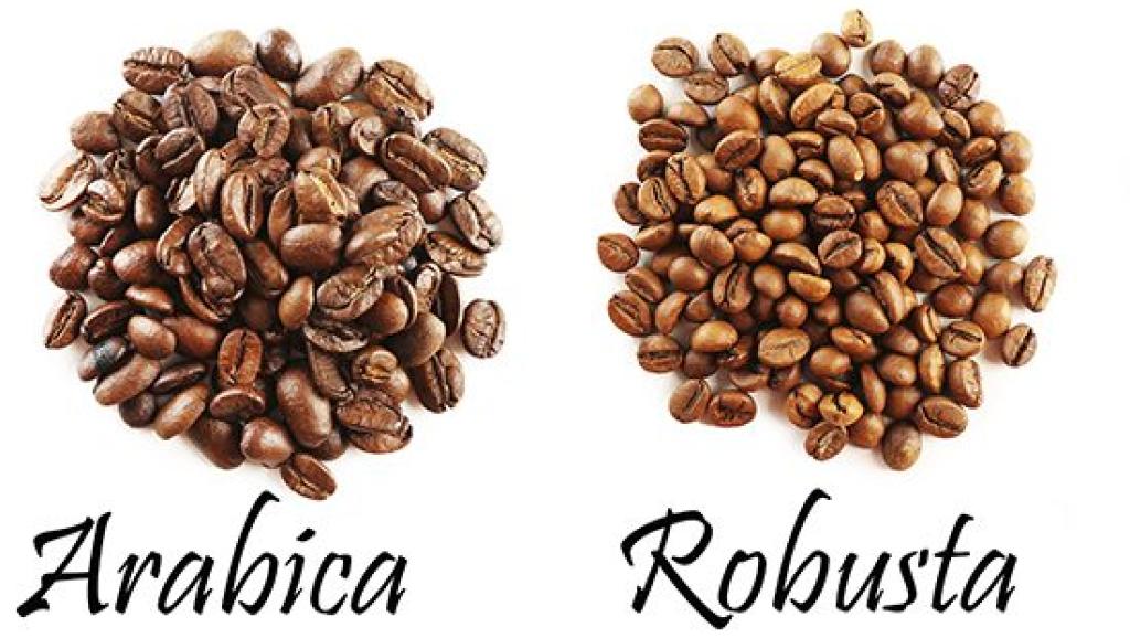 café robusta