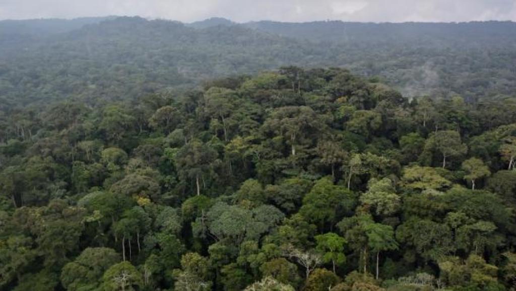 Une forêt du Bassin du Congo