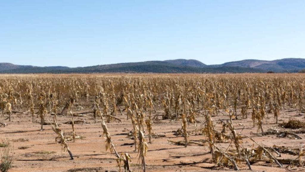 Un champ de maïs frappé par la sécheresse