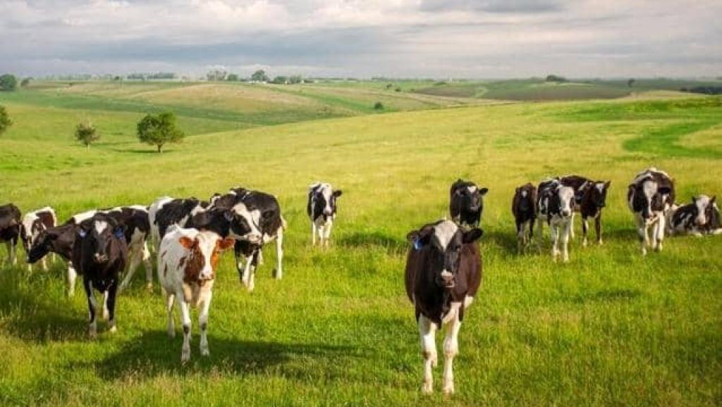 Un troupeau de vaches. Photo d'illustration