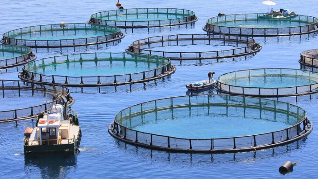 L'aquaculture 