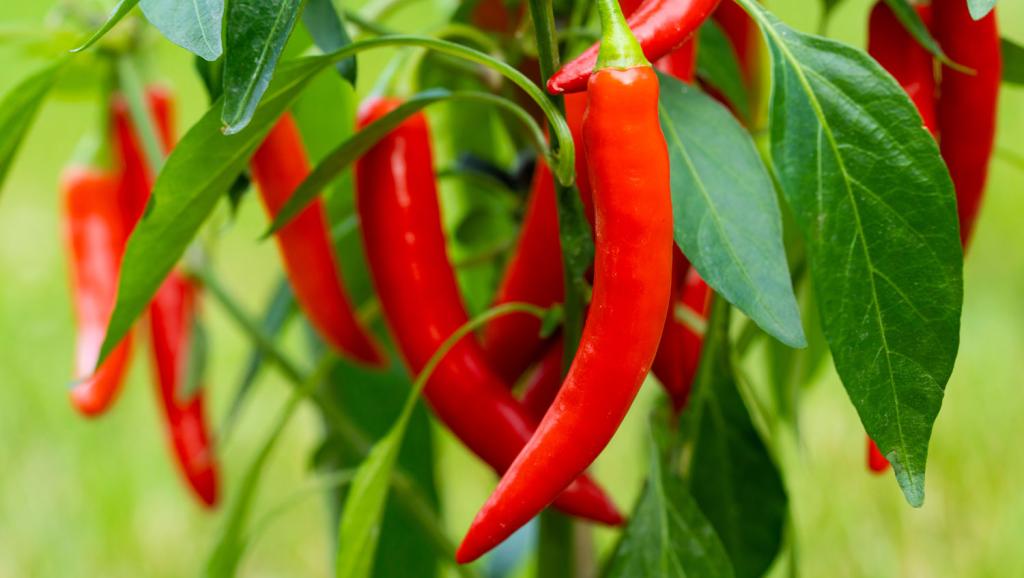 Piment rouge Bec d'oiseau 