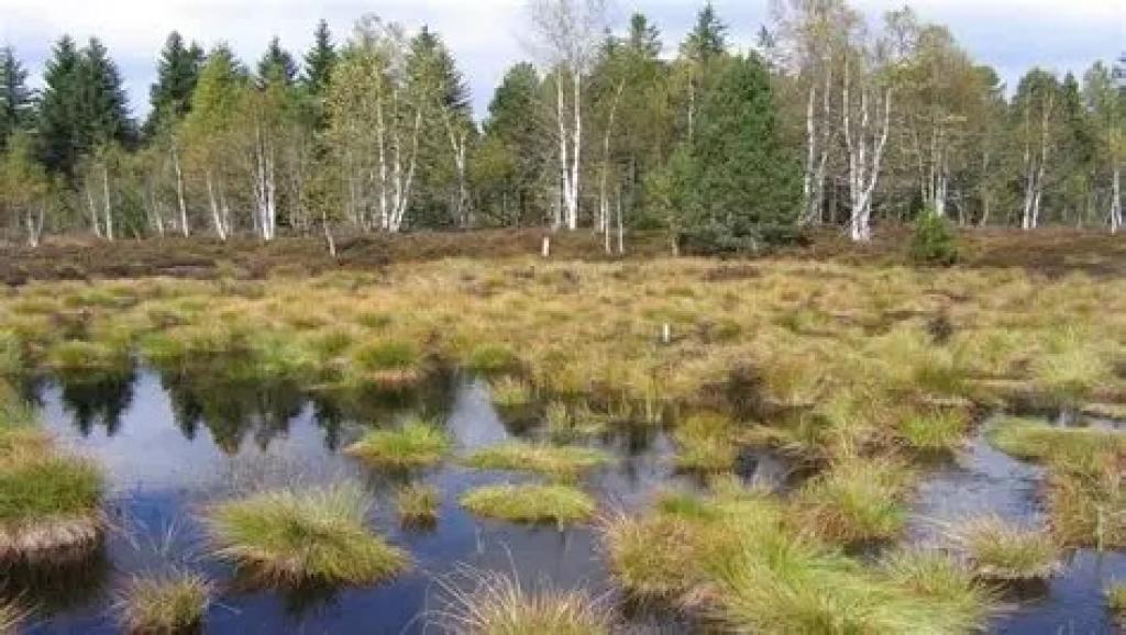 Tourbières 