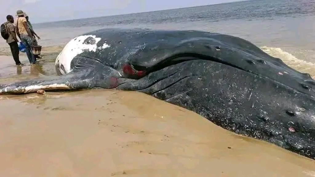 Une baleine échouée morte à Moanda.