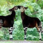 l'Okapi