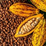 Cacao