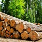 Les grumes de bois