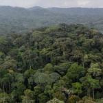Une forêt du Bassin du Congo