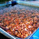 Le terme "aquaculture" est utilisé pour qualifier la culture d'organismes aquatiques (poissons, algues, crustacés, mollusques…) en milieu fermé