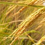 Un champ de riz