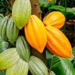 Le cacaoyer