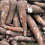 Le manioc. Ph droits tiers 