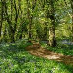 Forêt. Photo droits tiers