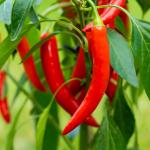 Piment rouge Bec d'oiseau 