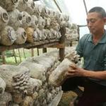 La technique Juncao pour la production des champignons comestibles médicinaux 