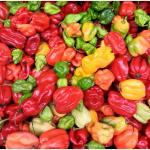 Piments rouges.