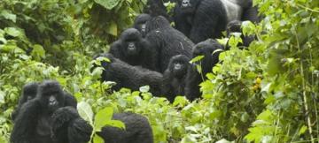 Parc des Virunga
