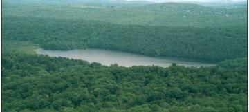 FOrêt