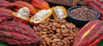 Cacao