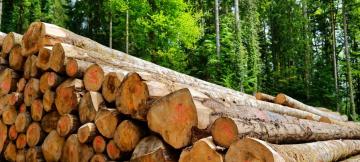 Les grumes de bois