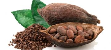 Le cacao