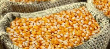 Les provinces du Haut-Katanga, Lualaba et Tanganyika dépendent à 70% des importations du maïs zambien
