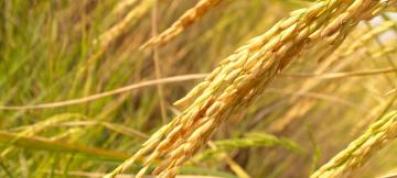 Un champ de riz