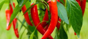 Piment rouge Bec d'oiseau 