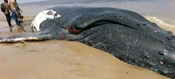 Une baleine échouée morte à Moanda.
