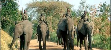 Des éléphants dans le Parc national de la Garamba, en RDC.