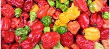 Piments rouges.