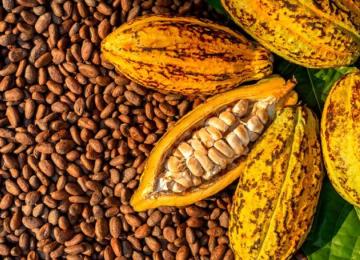 Cacao