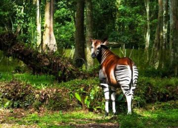 l'Okapi dans la forêt 