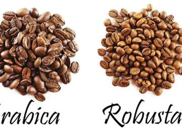 café robusta