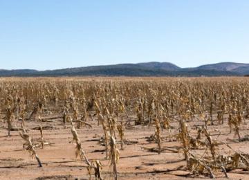 Un champ de maïs frappé par la sécheresse
