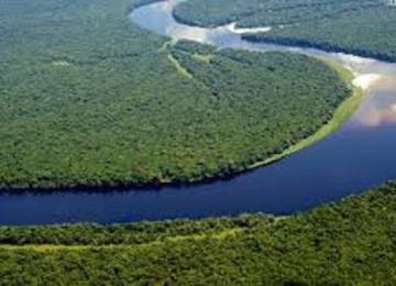 Une vue des forêts du Bassin du Congo