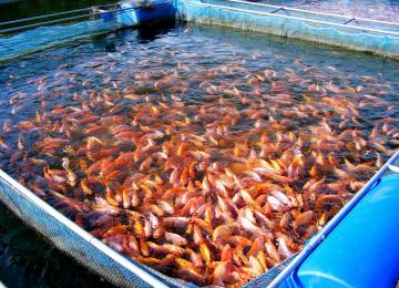 Le terme "aquaculture" est utilisé pour qualifier la culture d'organismes aquatiques (poissons, algues, crustacés, mollusques…) en milieu fermé