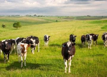 Un troupeau de vaches. Photo d'illustration