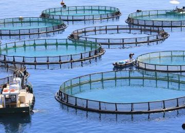 L'aquaculture 