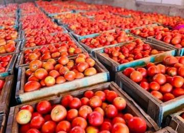 Tomates 