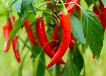 Piment rouge Bec d'oiseau 