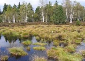 Tourbières 