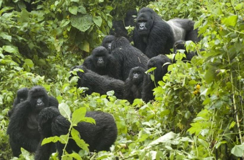 Parc des Virunga