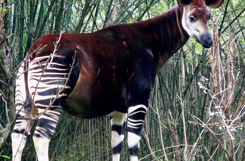Okapi 